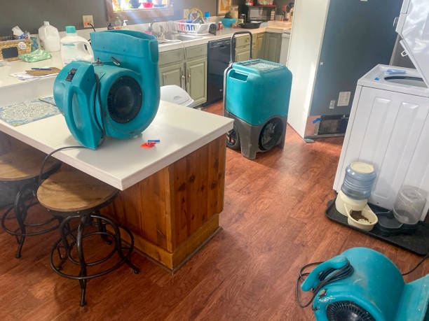 Best Mold removal after water damage  in Homer City, PA